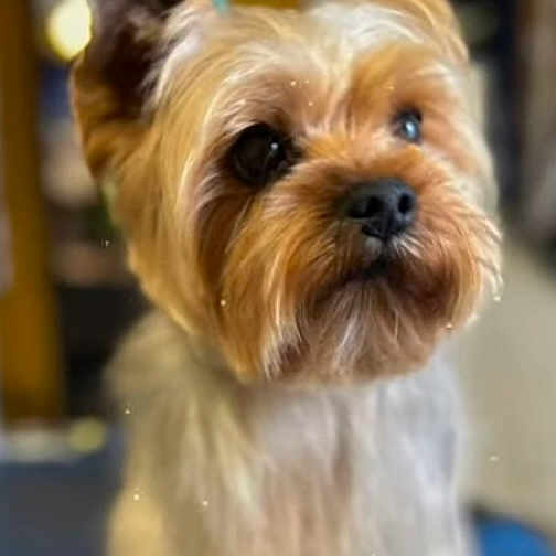 Youki participe au concours pour gagner de l'argent avec cette photo : dog, yorkshire_terrier, small_dog, portrait, standing, groomed, fluffy, brown_fur, white_fur, facial_hair, pointed_ears, dark_eyes, black_nose, indoors, pet, companion_animal, blue_surface, shallow_depth_of_field, sparkles, name_text
