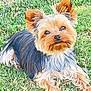 adorable, animal, canine, companion, cute, daylight, dog, ears, friendly, fur, grass, lying_down, mammal, nature, outdoor, pet, portrait, relaxed, small_dog, yorkshire_terrier