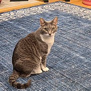 Lily is registered to the contest to win money with this photo: cat, gray_cat, white_paws, green_eyes, sitting, indoor, blue_rug, patterned_rug, fur, tail, pet, animal, whiskers, alert, domestic_cat, floor, home, looking_at_camera, feline, cute