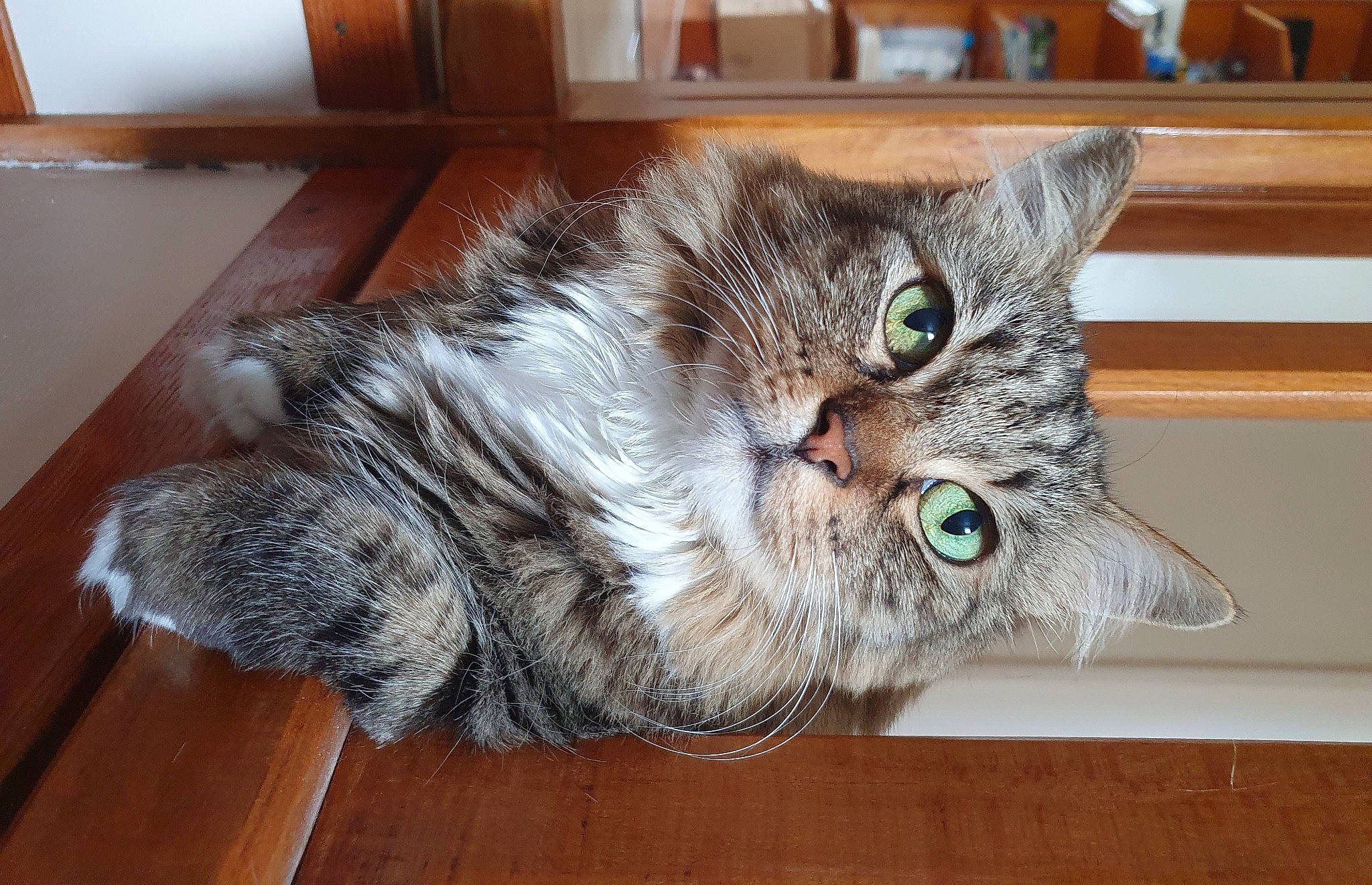 Halpha a rejoint le concours — aidez-le/la à gagner de superbes lots ! carnivore, cat, claw, comfort, domestic_short_haired_cat, felidae, flooring, fur, hardwood, paw, small_to_medium_sized_cats, snout, tail, varnish, whiskers, wood, wood_stain