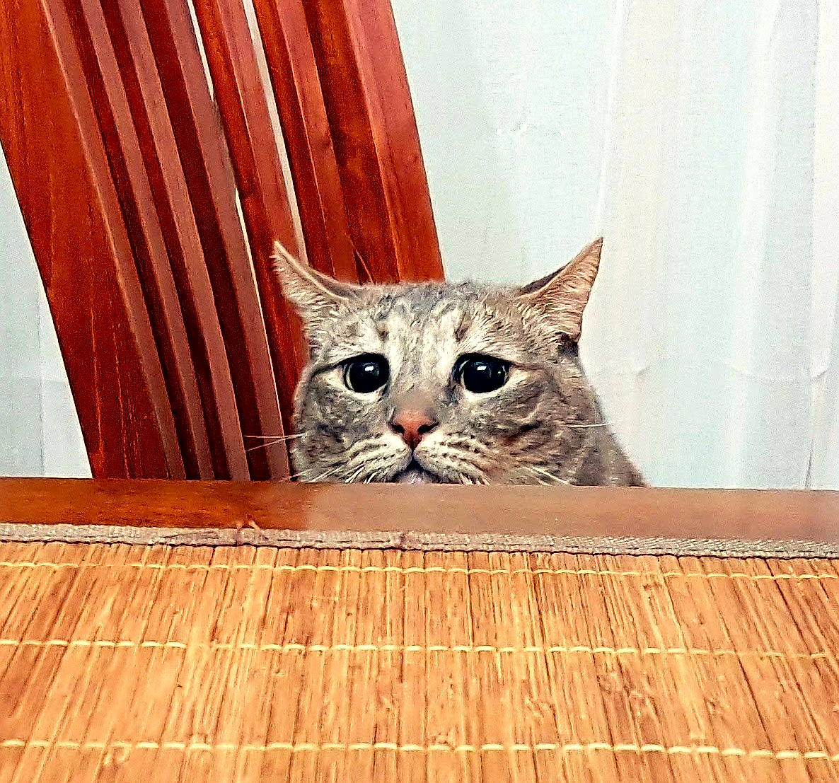 Okane participe au concours pour gagner de l'argent avec cette photo : carnivore, cat, curtain, domestic_short_haired_cat, fawn, felidae, flooring, fur, hardwood, laminate_flooring, plank, plywood, sitting, small_to_medium_sized_cats, snout, tail, whiskers, wood, wood_flooring, wood_stain