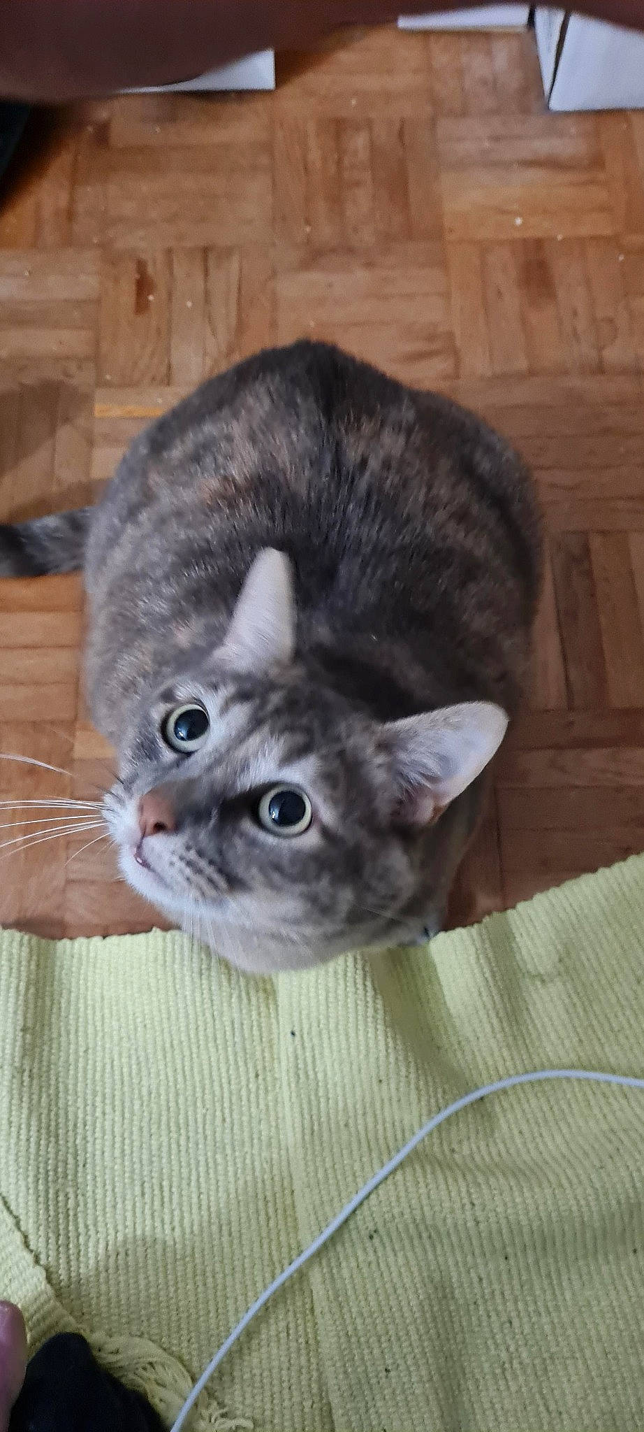 Okane participe au concours pour gagner de l'argent avec cette photo : carnivore, cat, comfort, domestic_short_haired_cat, ear, eye, fawn, felidae, flooring, fur, grey, hardwood, paw, small_to_medium_sized_cats, snout, tail, terrestrial_animal, whiskers, wood, wood_flooring