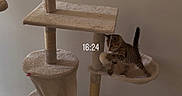 Bloom participe au concours pour gagner de l'argent avec cette photo : animal, beige, cat, cat_tree, climbing, cord, curious, cute, electrical_outlet, floor, furniture, home, indoor, kitten, pet, playful, small, tile, wall, young