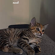 Bloom participe au concours pour gagner de l'argent avec cette photo : animal, calm, cat, curious, cute, domestic_animal, ears, feline, fur, indoor, kitten, mood_text, paws, pet, relaxed, resting, soft_surface, tabby, whiskers, young