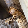 Bloom a rejoint le concours — aidez-le/la à gagner de superbes lots ! animal, cat, cozy, cute, fur, furry_rug, home, indoor, mammal, nap, paw, peaceful, pet, quiet, relaxed, resting, sleeping, striped, tabby, whiskers