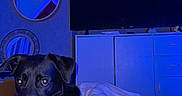 Blackos participe au concours pour gagner de l'argent avec cette photo : bed, black_dog, blanket, blue_light, canine, comfort, dog, domestic_animal, furniture, indoor, mirror, modern, paw, pet, relaxing, resting, room, television, wall_art, white_patch