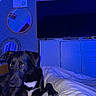 bed, black_dog, blanket, blue_light, canine, comfort, dog, domestic_animal, furniture, indoor, mirror, modern, paw, pet, relaxing, resting, room, television, wall_art, white_patch