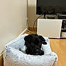 animal, black_dog, cozy, curious, cute, dog, domestic_dog, electronics, floor, fluffy_bed, furniture, home, indoor, living_room, pet_bed, puppy, resting, tv_stand, wooden_floor, young_dog
