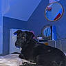 Blackos a rejoint le concours — aidez-le/la à gagner de superbes lots ! bed, black_dog, blanket, cozy, digital_clock, dog, fur, gaming_console, home, indoor, looking_back, mirror, night, pet, radiator, reflection, relaxing, room, table, wall