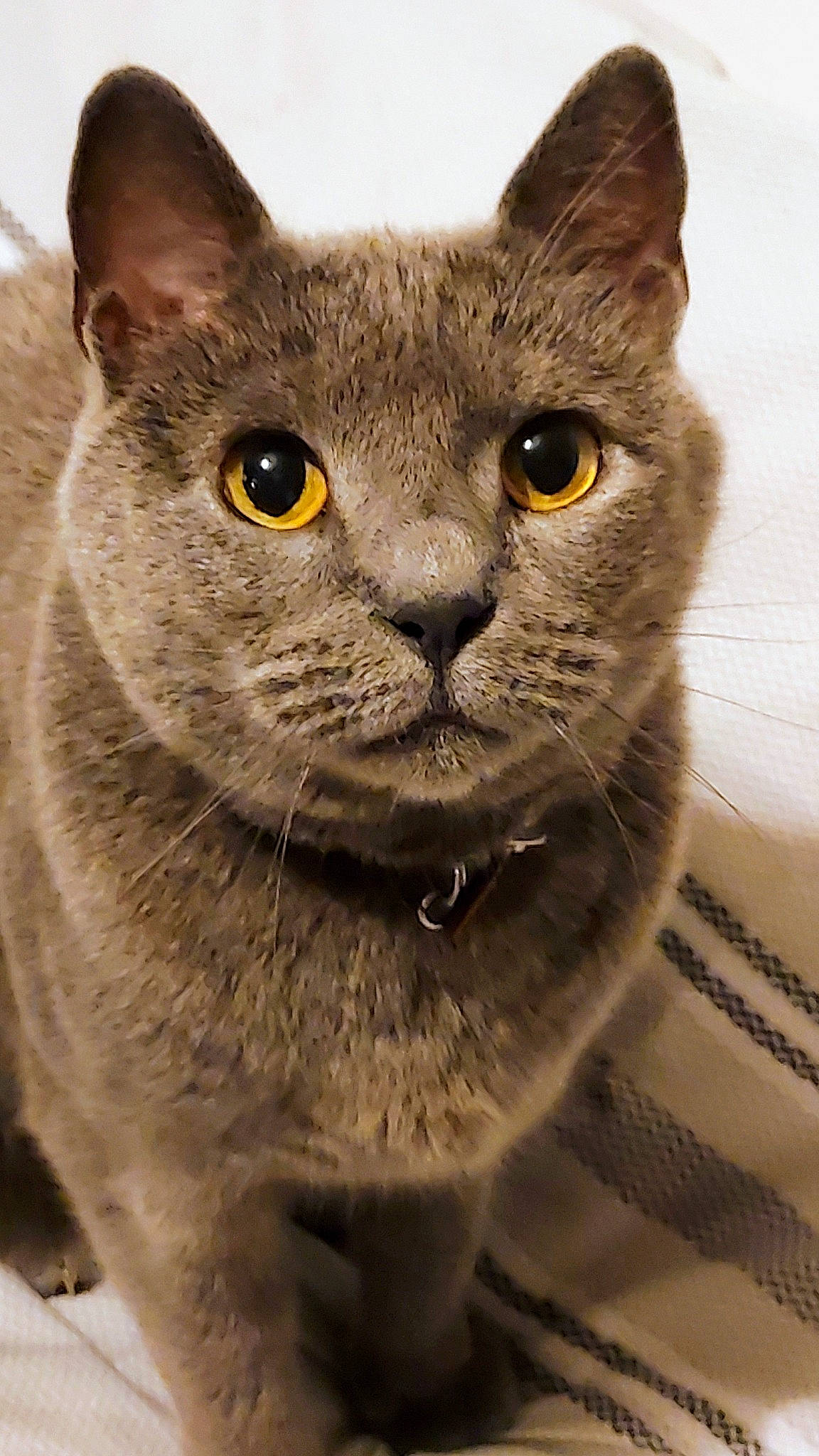 Louna participe au concours pour gagner de l'argent avec cette photo : carnivore, cat, close_up, domestic_short_haired_cat, felidae, fur, grey, russian_blue, small_to_medium_sized_cats, snout, terrestrial_animal, whiskers