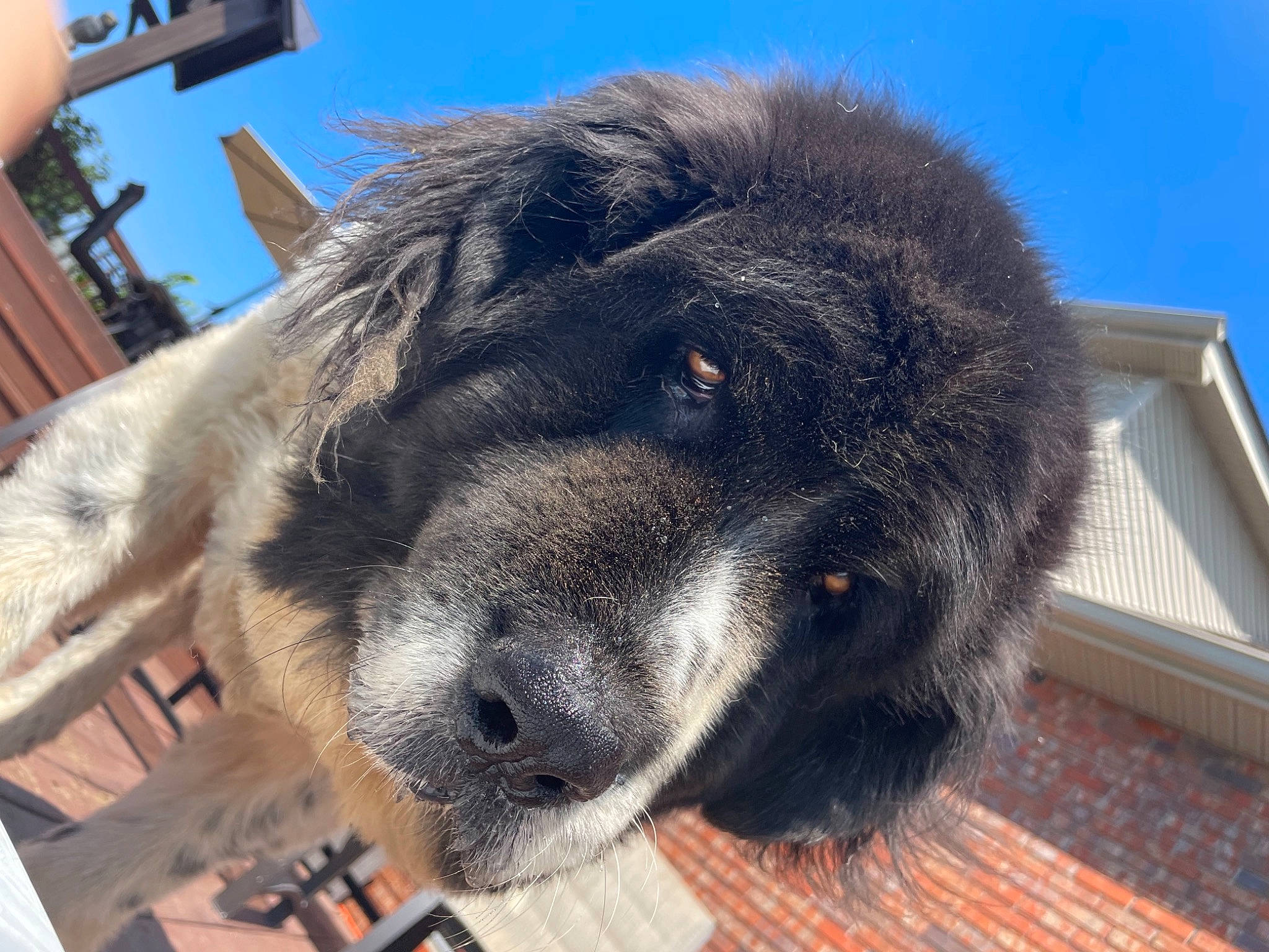 Gypsy is registered to the contest to win money with this photo: canidae, carnivore, claw, companion_dog, dog_breed, fawn, fur, giant_dog_breed, paw, sky, snout, sporting_group, terrestrial_animal, whiskers, wool, working_animal