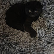 Baguera a rejoint le concours — aidez-le/la à gagner de superbes lots ! kitten, cat, black_cat, pet, animal, feline, fluffy, fur, eyes, portrait, sleeping, curled_up, blanket, shaggy_blanket, cozy, indoors, home, gray, dark, cute