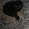 kitten, cat, black_cat, pet, animal, feline, fluffy, fur, eyes, portrait, sleeping, curled_up, blanket, shaggy_blanket, cozy, indoors, home, gray, dark, cute