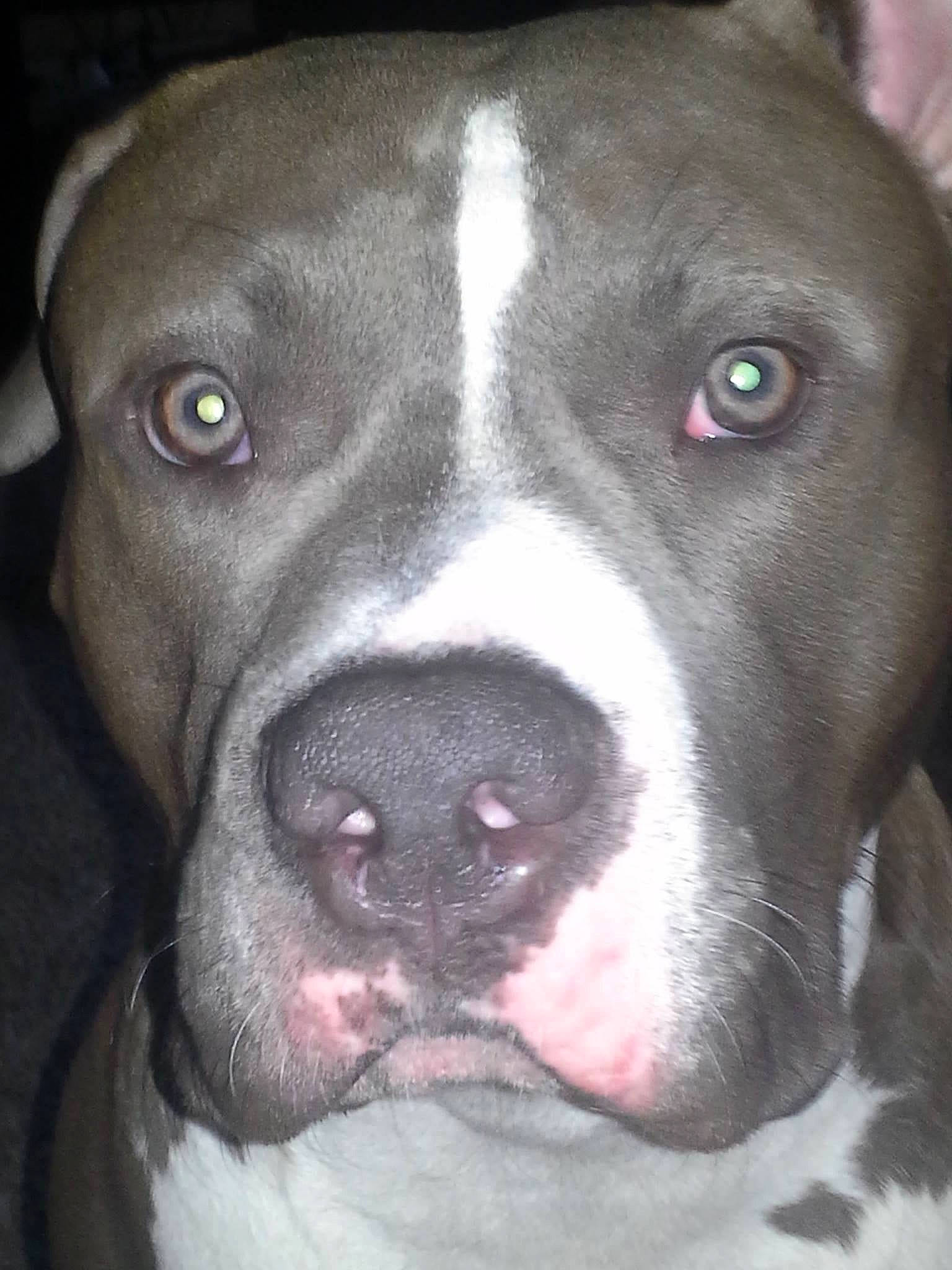 Xzavier is registered to the contest to win money with this photo: black, carnivore, close_up, companion_dog, dog, dog_breed, eye, fawn, fur, head, iris, jaw, light, mammal, organ, photograph, snout, sporting_group, whiskers, working_animal