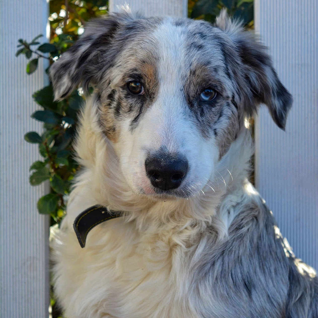 Ulysse a rejoint le concours — aidez-le/la à gagner de superbes lots ! accessories, animal, canine, cockerspaniel, collie, dog, eskimodog, fence, goldenretriever, hound, husky, pet, picket, pointer, poodle, puppy, snout, strap, terrier, wood