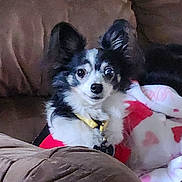 Napoleon is registered to the contest to win money with this photo: dog, chihuahua, pet, small_dog, blanket, couch, living_room, fur, ears, collar, black_and_white, portrait, sitting, wide_eyes, looking_at_camera, cozy, domestic, companion, seat, upholstery