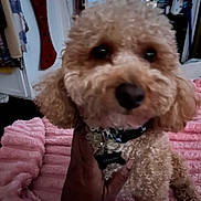 Graham joined the competition — help win amazing prizes! dog, curly_hair, pet, indoor, blanket, hand, collar, fur, cute, brown, small_dog, cozy, portrait, animal, domestic_animal, furniture, bedroom, soft_texture, close_up, name_tag