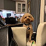 Graham joined the competition — help win amazing prizes! dog, curly_fur, chair, kitchen, appliance, black_bag, charging_device, indoor, pet, furniture, curtains, collar, tag, wooden_floor, modern, countertop, window, white_cabinet, calm, curious