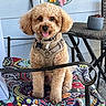 dog, poodle, apricot, curly_fur, sitting, harness, chair, cushion, patterned_cushion, porch, welcome_sign, flower_decoration, butterfly_decoration, metal_chair, table, pot, plant_pot, outdoor, smiling_dog, tongue_out