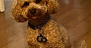 Graham is registered to the contest to win money with this photo: dog, curly_fur, brown_fur, collar, pet, indoor, wooden_floor, sitting, looking, animal, canine, domestic_animal, tag, floor, fur, mammal, companion, cute, household, portrait