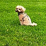 Graham is registered to the contest to win money with this photo: dog, small_dog, curly_fur, harness, leash, grass, lawn, outdoor, pet, canine, sitting, greenery, nature, animal, fur, daylight, park, companion, cute, calm