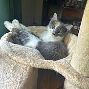 Leia is registered to the contest to win money with this photo: animal, calico, cat, cat_tree, cozy, cute, feline, fur, home, indoor, kitten, paws, pet, portrait, relaxed, resting, soft_texture, stretching, whiskers, young
