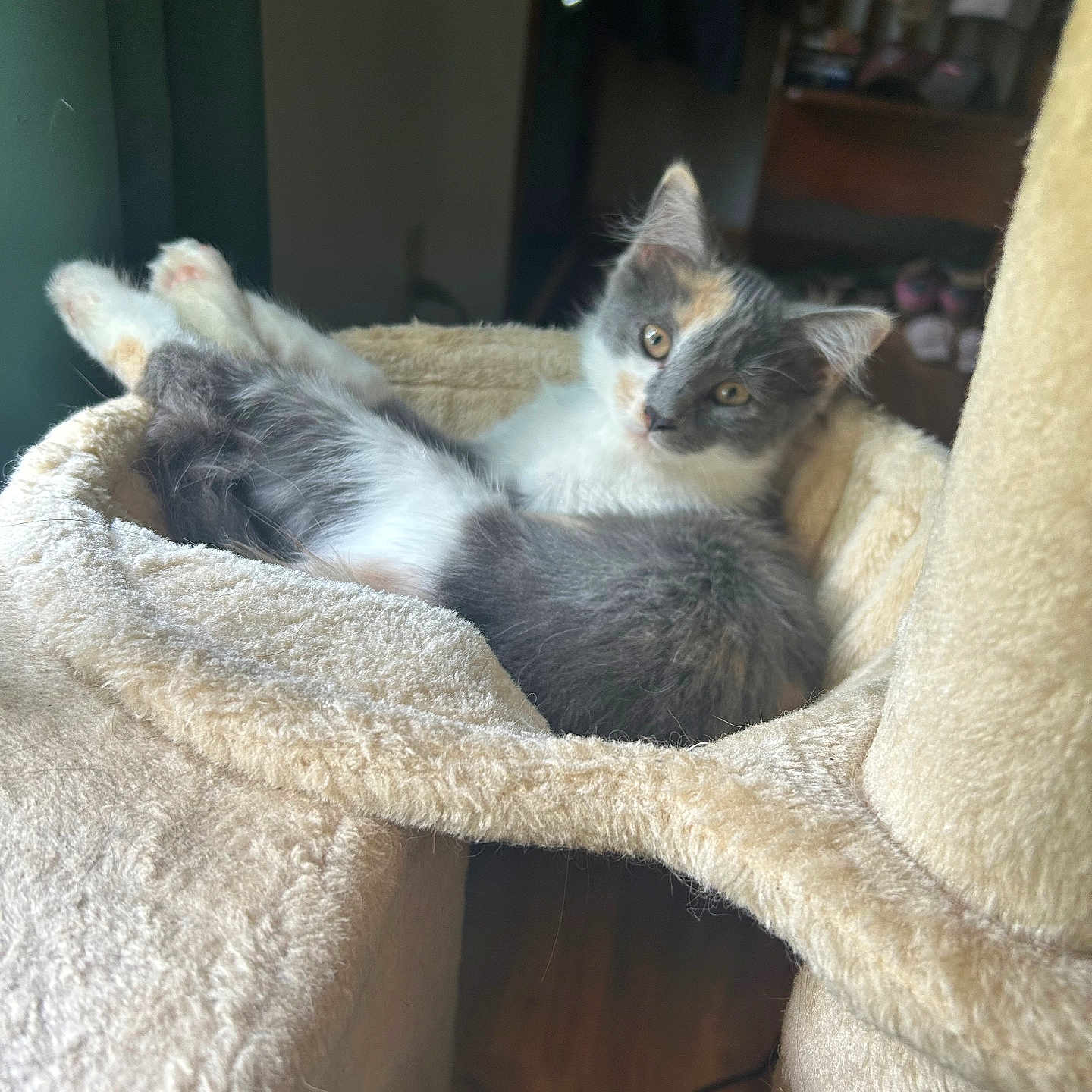 Leia