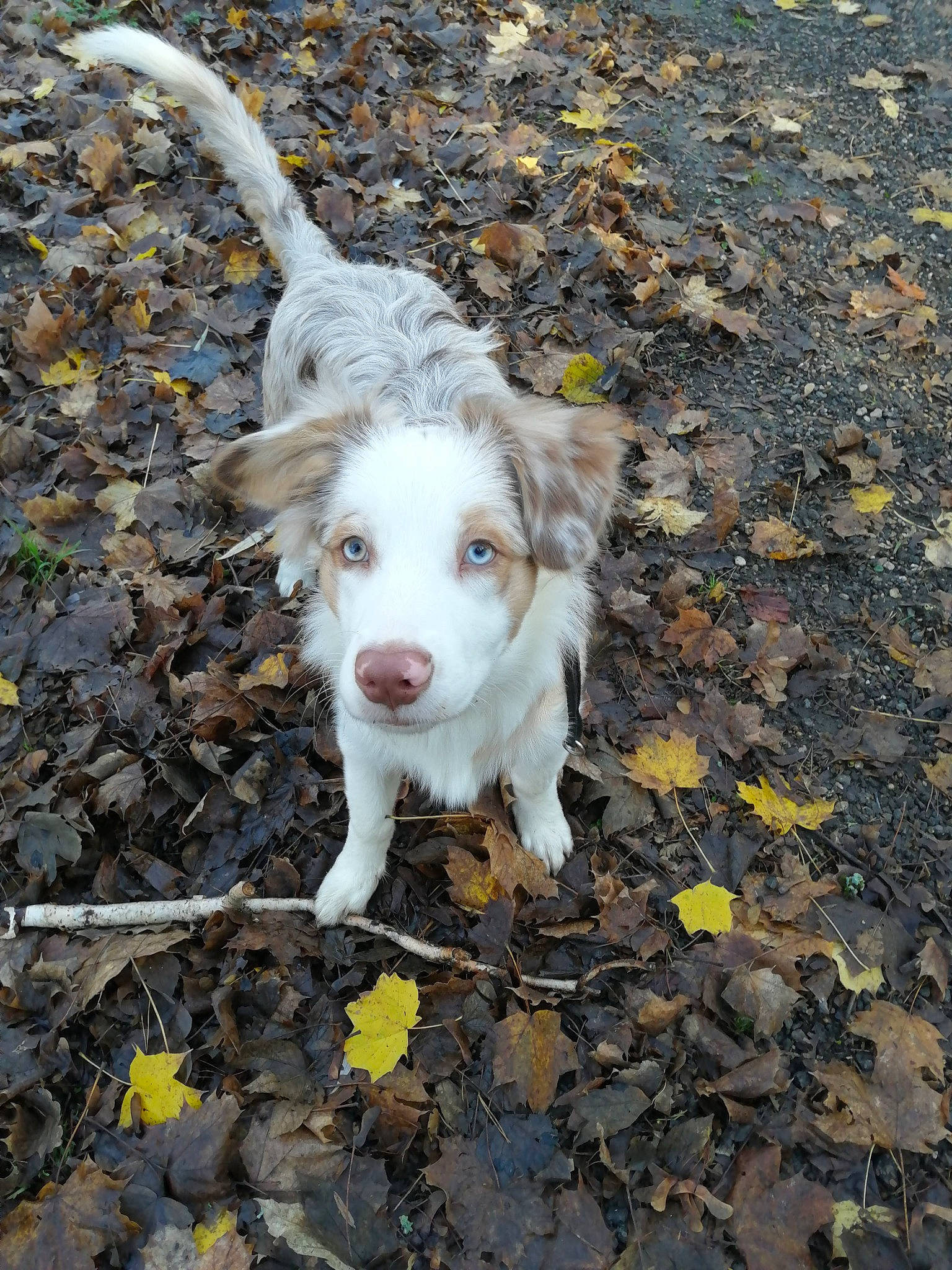 Rayko a rejoint le concours — aidez-le/la à gagner de superbes lots ! canidae, carnivore, companion_dog, dog, dog_breed, dog_collar, dog_supply, fur, hunting_dog, non_sporting_group, paw, road_surface, soil, sporting_group, street_dog, tail, terrier, toy_dog, working_animal, working_dog