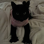 Kleo joined the competition — help win amazing prizes! black_cat, cat, pet, animal, indoor, blanket, white_blanket, pink_sweater, cozy, cute, feline, clothing, bed, resting, fur, whiskers, ears, paws, dim_lighting, soft