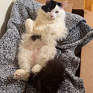 Lighting joined the competition — help win amazing prizes! belly_up, black_and_white, blanket, cardboard_box, cat, ears, eyes, fluffy, funny, home, indoor, long_hair, paws, pet, portrait, relaxed, sitting, tail, whiskers, wood_floor