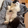 belly_up, black_and_white, blanket, cardboard_box, cat, ears, eyes, fluffy, funny, home, indoor, long_hair, paws, pet, portrait, relaxed, sitting, tail, whiskers, wood_floor