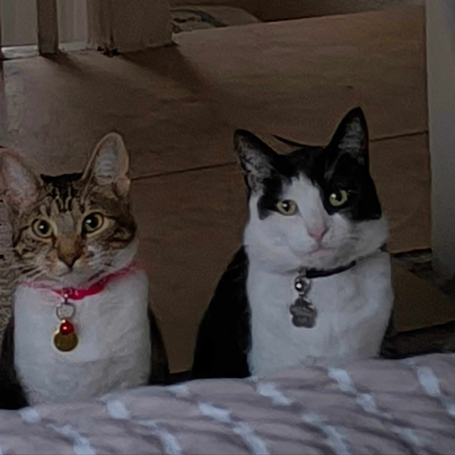 Luna And Samson joined the competition — help win amazing prizes! abyssinian, accessories, animal, cat, collar, couch, egyptiancat, furniture, homedecor, indoors, kitten, leash, manx, nature, outdoors, pet, snow, snowman, strap, winter