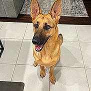 Hunter joined the competition — help win amazing prizes! dog, german_shepherd, pet, indoor, tile_floor, smiling, sitting, ears_up, brown_fur, black_muzzle, living_room, rug, couch, happy, canine, domestic_animal, house, flooring, fur, animal