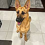 animal, black_muzzle, brown_fur, canine, couch, dog, domestic_animal, ears_up, flooring, fur, german_shepherd, happy, house, indoor, living_room, pet, rug, sitting, smiling, tile_floor