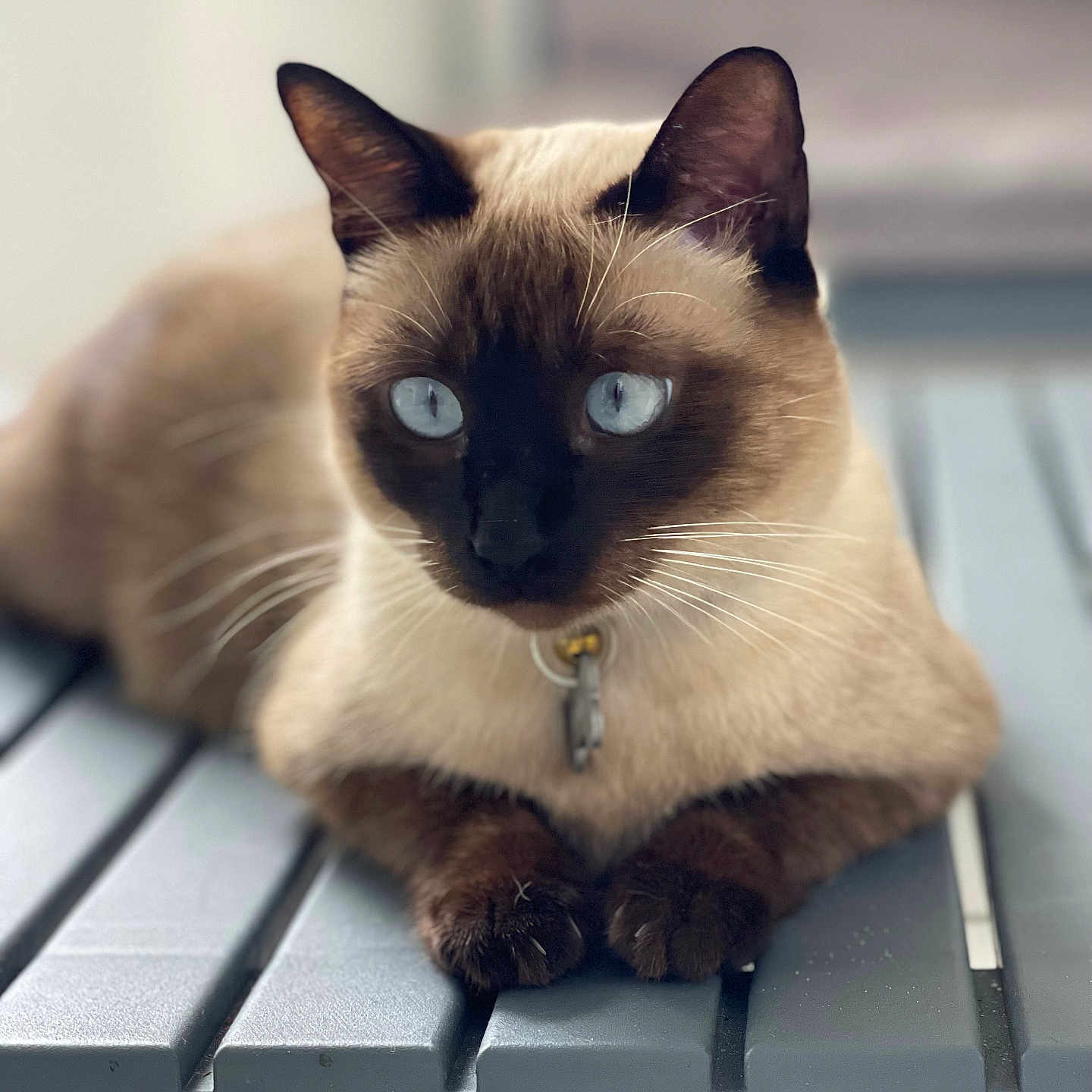 Vaïa participe au concours pour gagner de l'argent avec cette photo : animal, cat, kitten, manx, pet, siamese