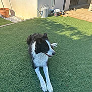 Sky a rejoint le concours — aidez-le/la à gagner de superbes lots ! dog, black_and_white, grass, lawn, backyard, sunlight, shadow, watering_can, plant_pot, garden_tools, outdoor, relaxed, pet, animal, fur, daylight, house, patio, greenery, canine