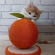 Caramel a rejoint le concours — aidez-le/la à gagner de superbes lots ! kitten, cat, orange_ball, scratching_post, toy, playful, curious, furry, pet, indoor, brick_wall, floor, green_leaf, orange_color, cute, small, animal, domestic, young, feline