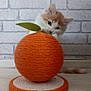 kitten, cat, orange_ball, scratching_post, toy, playful, curious, furry, pet, indoor, brick_wall, floor, green_leaf, orange_color, cute, small, animal, domestic, young, feline