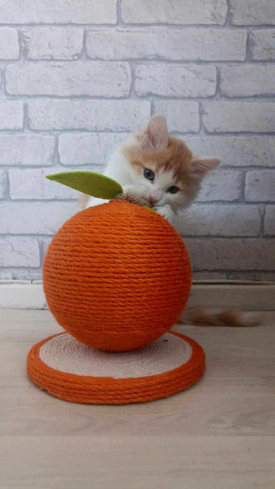 Caramel a rejoint le concours — aidez-le/la à gagner de superbes lots ! kitten, cat, orange_ball, scratching_post, toy, playful, curious, furry, pet, indoor, brick_wall, floor, green_leaf, orange_color, cute, small, animal, domestic, young, feline