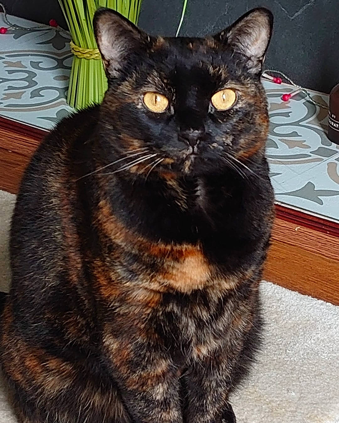 Jemima is registered to the contest to win money with this photo: black_cat, bombay, carnivore, cat, claw, domestic_short_haired_cat, eye, felidae, fur, hair, paw, plant, sitting, small_to_medium_sized_cats, snout, tail, terrestrial_animal, tree, whiskers, window