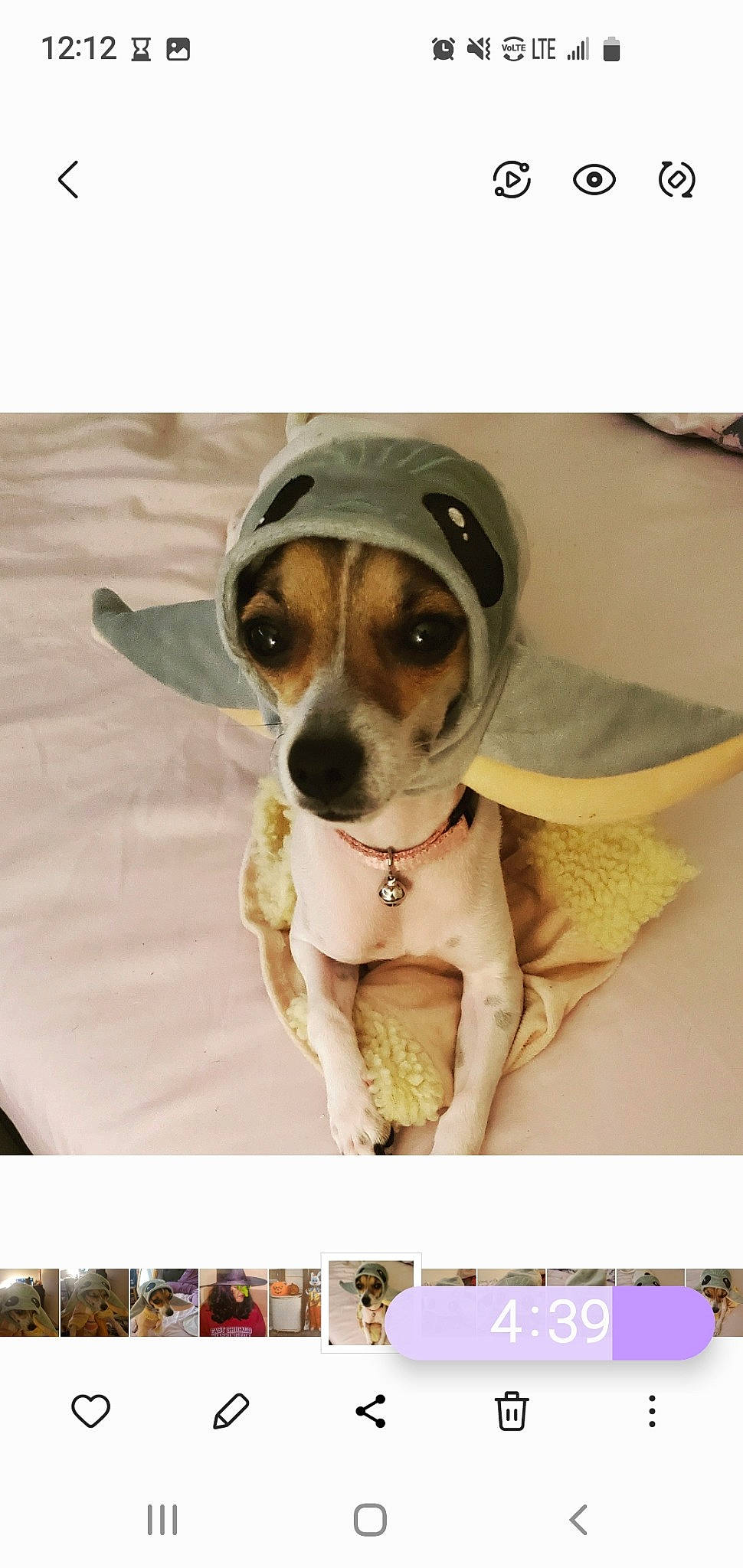 Bonita joined the competition — help win amazing prizes! carnivore, circle, collar, companion_dog, dog, dog_breed, dog_collar, dog_supply, eyewear, font, pet_supply, photo_caption, toy_dog, working_animal