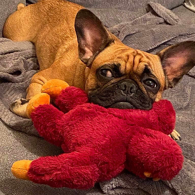 Maurice
