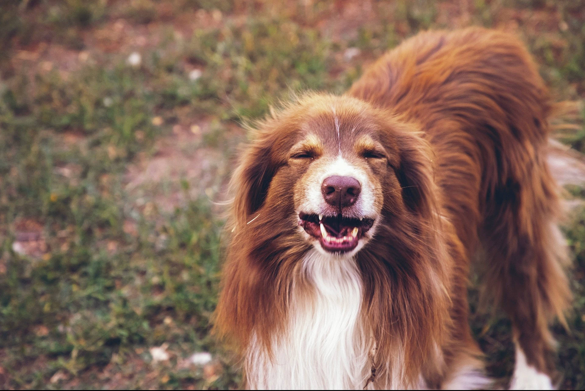 Porter joined the competition — help win amazing prizes! canidae, carnivore, companion_dog, dog, dog_breed, fang, fur, grass, liver, shout, smile, snout, sporting_group, terrestrial_animal, whiskers, working_dog, yawn