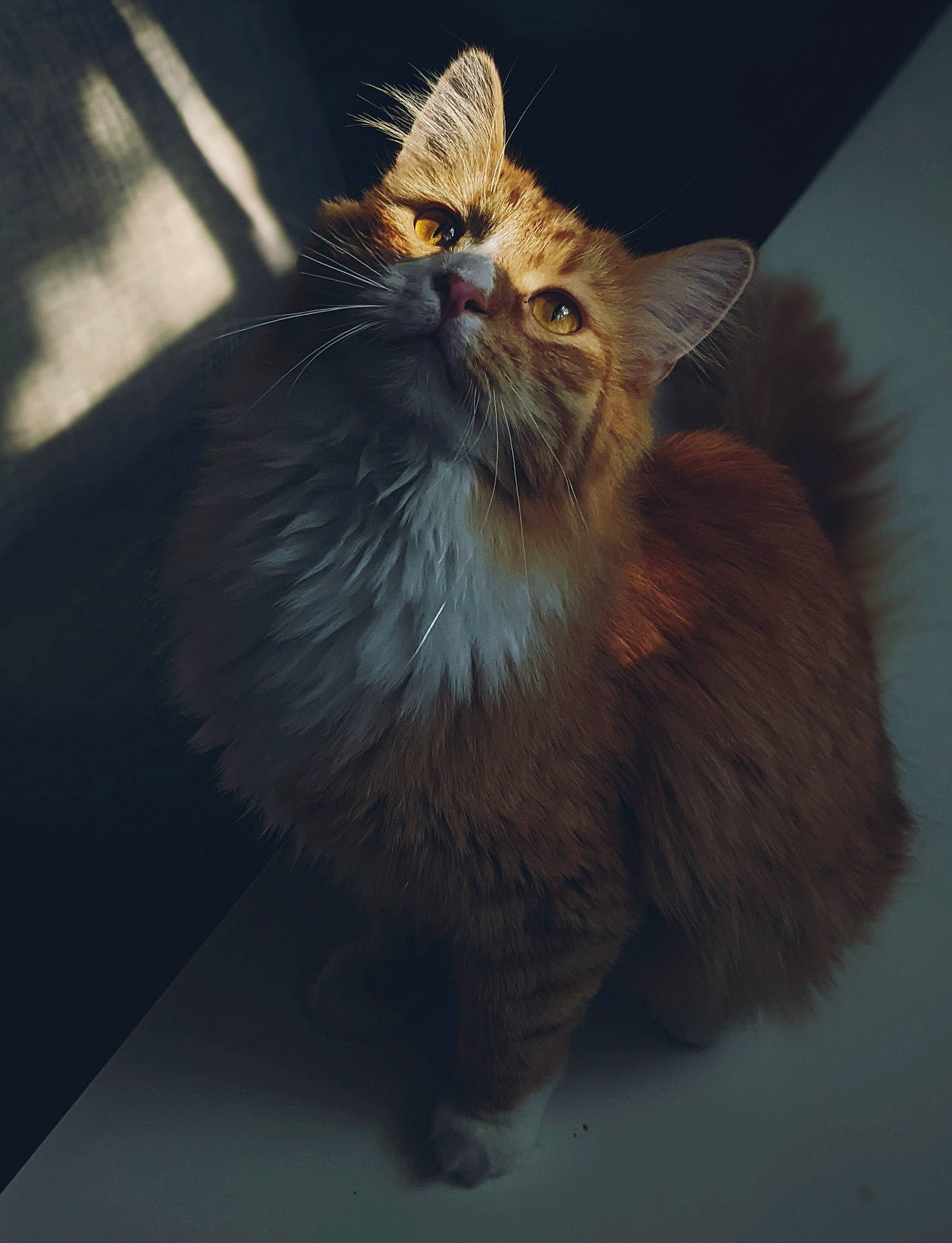 Pippin is registered to the contest to win money with this photo: carnivore, cat, cat_supply, event, fawn, felidae, fur, maine_coon, small_to_medium_sized_cats, snout, tail, whiskers