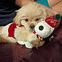puppy, dog, plush_toy, sweater, red, white, couch, leather, person, arm, holiday, festive, snoppy, cute, cozy, indoor, fur, toy, pet, relaxing