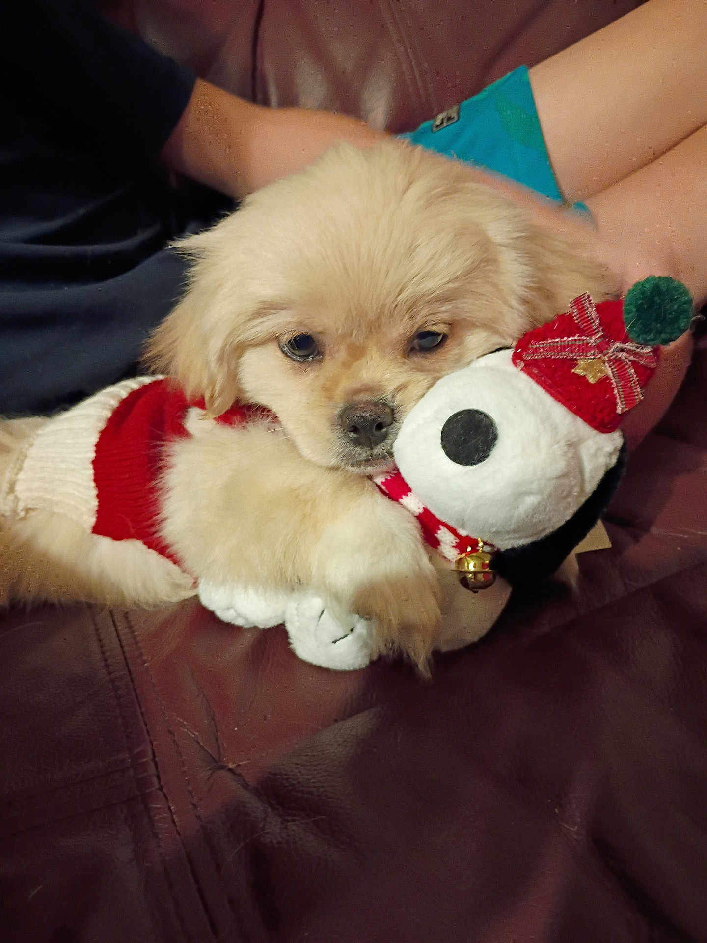 Ladybug is registered to the contest to win money with this photo: puppy, dog, plush_toy, sweater, red, white, couch, leather, person, arm, holiday, festive, snoppy, cute, cozy, indoor, fur, toy, pet, relaxing