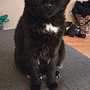 édouard Jacob participe au concours pour gagner de l'argent avec cette photo : cat, black_cat, indoor, pet, animal, feline, yellow_eyes, white_patch, sitting, cushion, gray, fur, whiskers, ears, face, looking, domestic, cute, alert, household