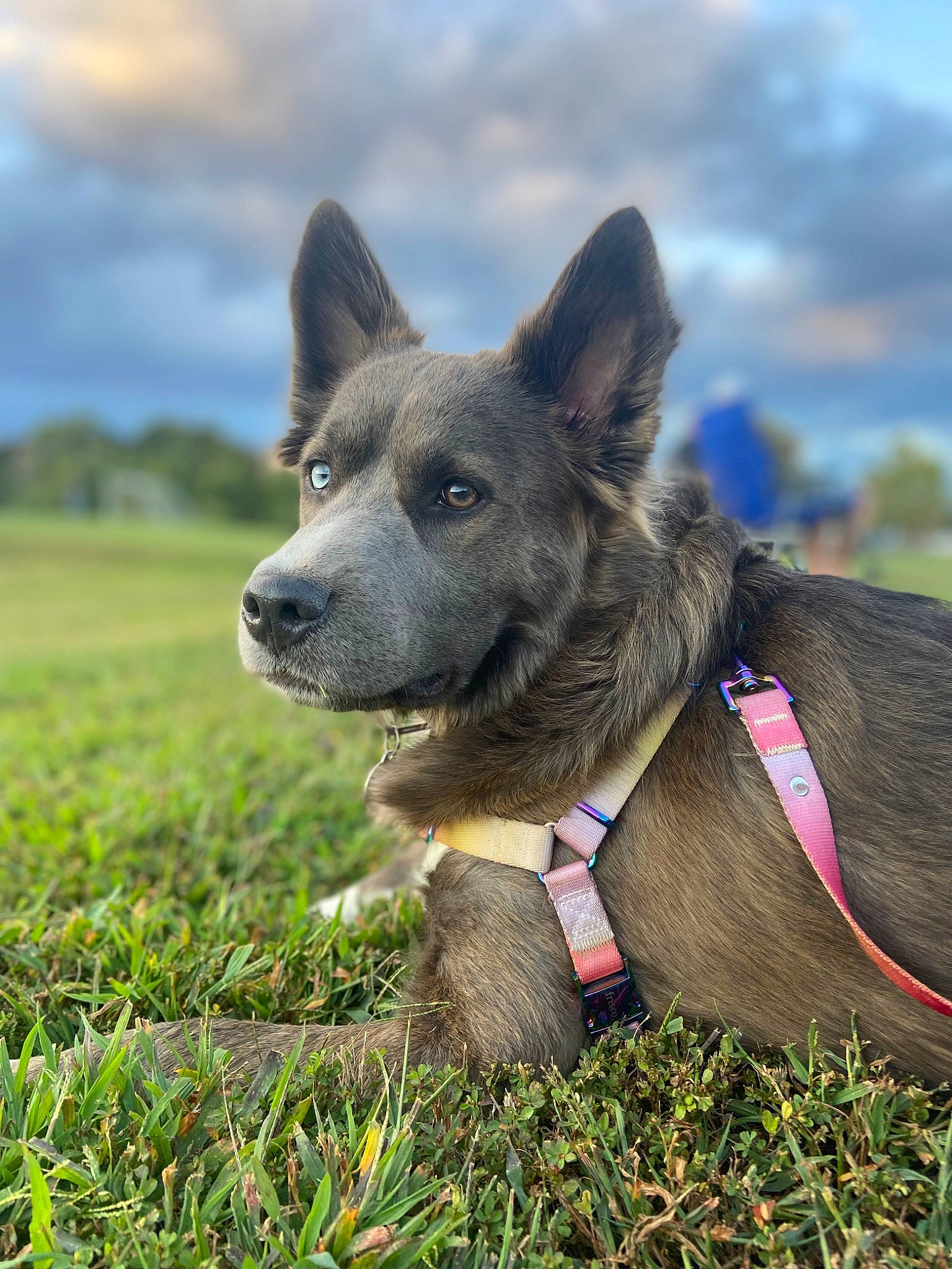 Nala is registered to the contest to win money with this photo: canis, carnivore, cloud, collar, companion_dog, dog, dog_breed, dog_supply, fawn, grass, grassland, herding_dog, plant, sky, snout, sporting_group, terrestrial_animal, whiskers, working_animal, working_dog