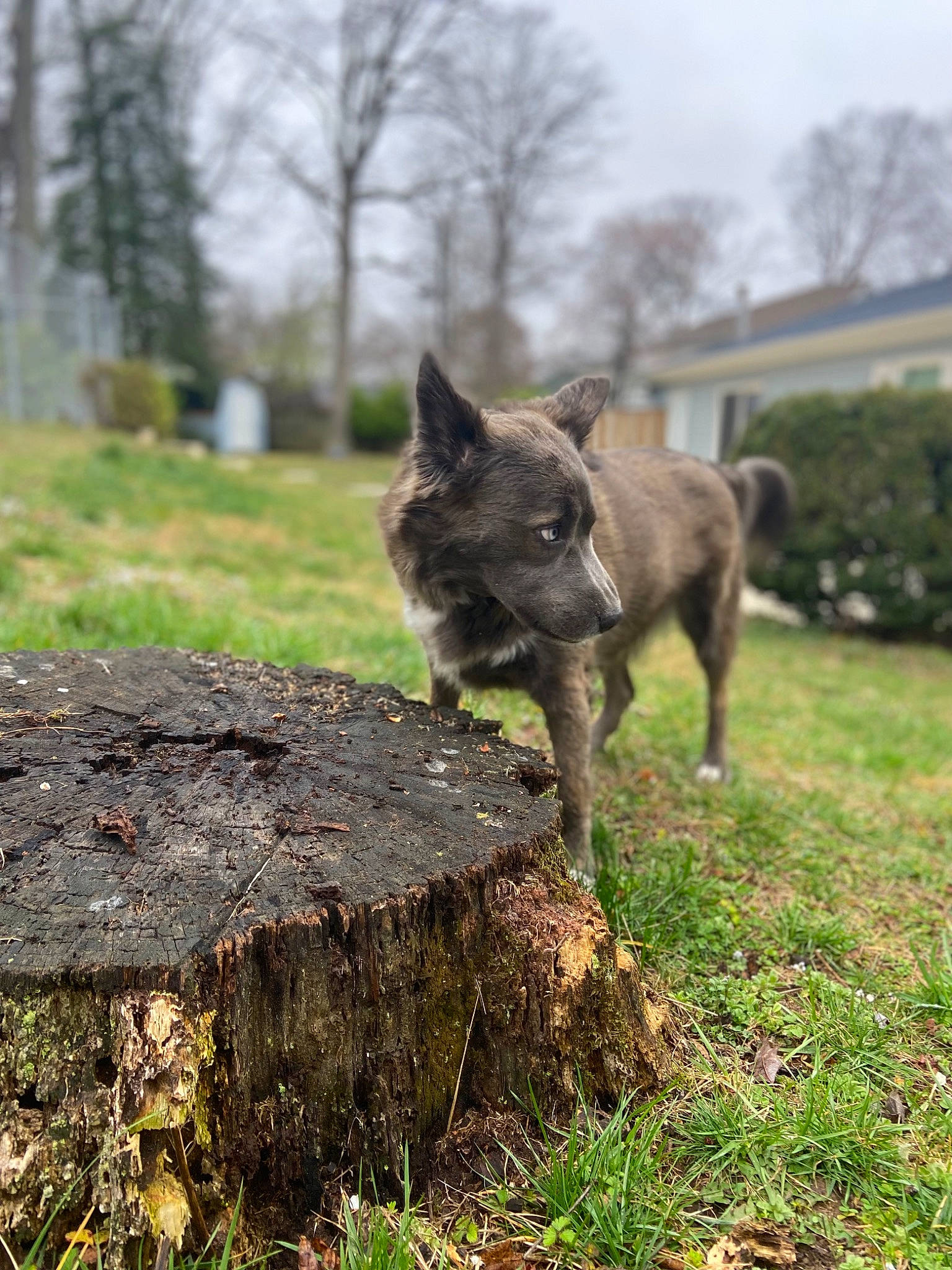 Nala is registered to the contest to win money with this photo: art, canidae, canis, carnivore, dog, dog_breed, fawn, grass, plant, sculpture, sky, sporting_group, tail, terrestrial_animal, tree, trunk, wilderness, wildlife, wood, working_animal