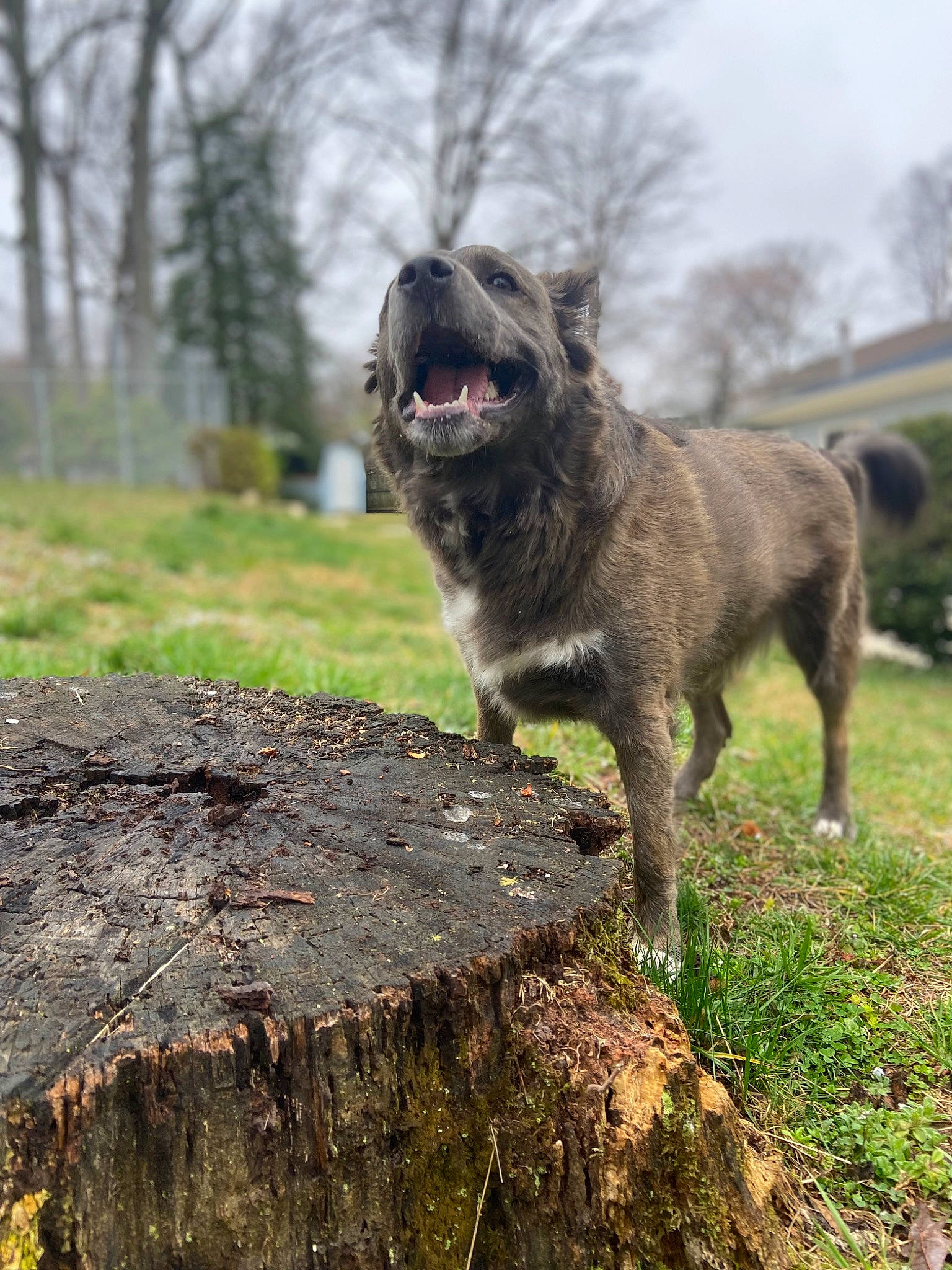 Nala is registered to the contest to win money with this photo: canidae, carnivore, collar, companion_dog, dog, dog_breed, fawn, grass, liver, plant, sky, soil, sporting_group, tail, terrestrial_animal, tree, trunk, wood, working_animal, working_dog
